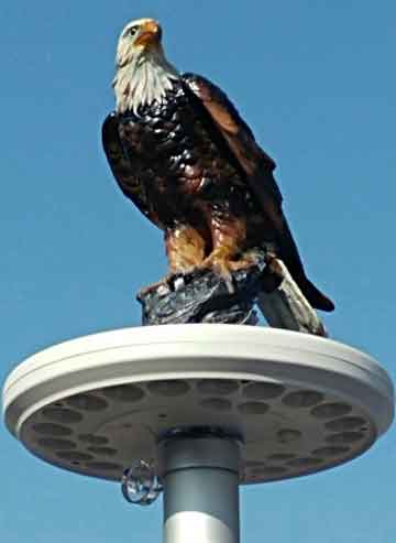 Eagle on Display Flagpole Topper